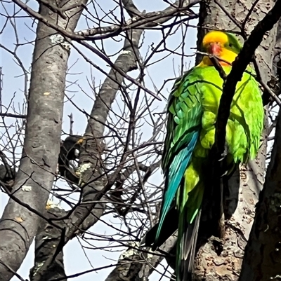 Polytelis swainsonii (Superb Parrot) at Amaroo, ACT - 29 Jul 2025 by Timberpaddock
