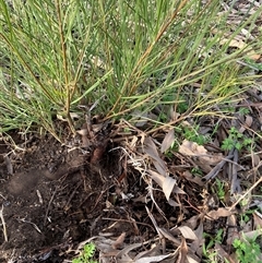 Acacia boormanii (Snowy River Wattle) at Hackett, ACT - 31 Jul 2025 by waltraud