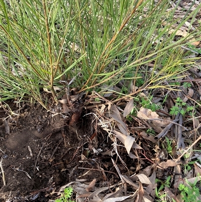 Acacia boormanii (Snowy River Wattle) at Hackett, ACT - 31 Jul 2025 by waltraud