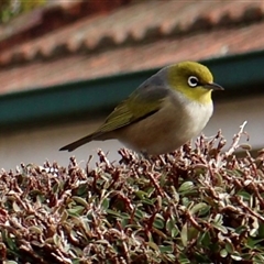 Zosterops lateralis (Silvereye) at Ainslie, ACT - 1 Aug 2025 by Clarel
