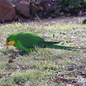 Polytelis swainsonii (Superb Parrot) at Ainslie, ACT - 1 Aug 2025 by Clarel