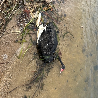 Cygnus atratus (Black Swan) at Belconnen, ACT - 1 Aug 2025 by Jillw