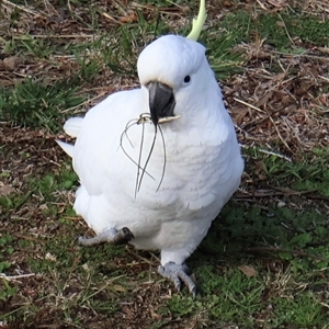 Cacatua galerita (Sulphur-crested Cockatoo) at Ainslie, ACT - 1 Aug 2025 by Clarel