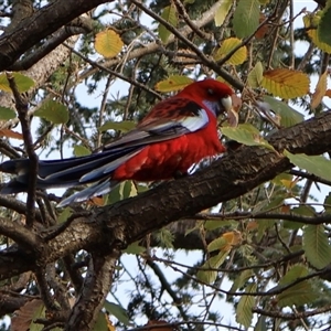 Platycercus elegans (Crimson Rosella) at Ainslie, ACT - 1 Aug 2025 by Clarel