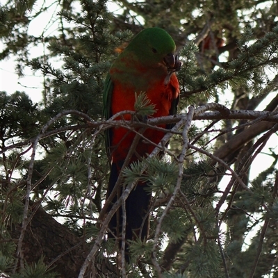 Alisterus scapularis (Australian King-Parrot) at Ainslie, ACT - 1 Aug 2025 by Clarel