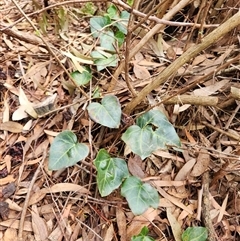 Hedera sp. (Ivy) at Fyshwick, ACT - 1 Aug 2025 by Tawny4