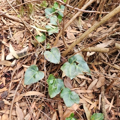 Hedera sp. (Ivy) at Fyshwick, ACT - 1 Aug 2025 by Tawny4