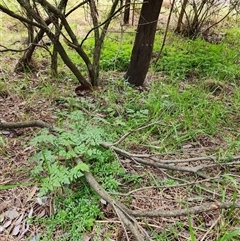 Conium maculatum (Hemlock) at Fyshwick, ACT - 1 Aug 2025 by Tawny4