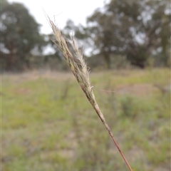 Bothriochloa macra (Red Grass, Red-leg Grass) at Theodore, ACT - 23 Jan 2025 by MichaelBedingfield