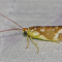 Lactura erythocera ((Zygaenoidea, Lacturidae)) by PJH123