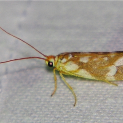 Lactura erythocera ((Zygaenoidea, Lacturidae)) at  - suppressed by PJH123
