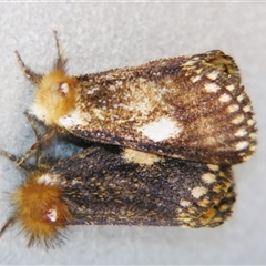 Epicoma protrahens (A Prominent moth) by PJH123