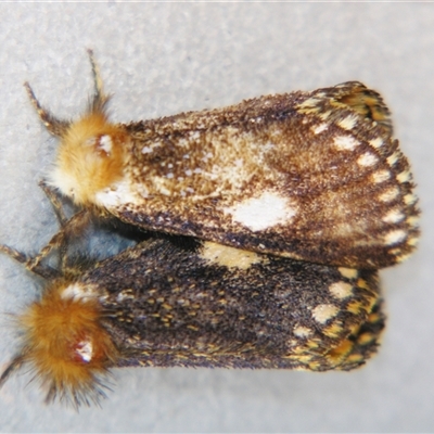 Epicoma protrahens (A Prominent moth) at  - suppressed by PJH123
