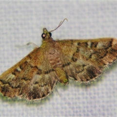 Nacoleia rhoeoalis (A Crambid moth (Spilomelinae) at Good Night, QLD - 27 Oct 2008 by PJH123