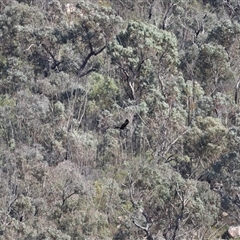 Aquila audax (Wedge-tailed Eagle) at Tharwa, ACT - 31 Jul 2025 by TimL