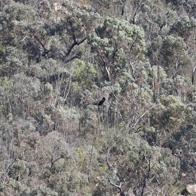 Aquila audax (Wedge-tailed Eagle) at Tharwa, ACT - 31 Jul 2025 by TimL