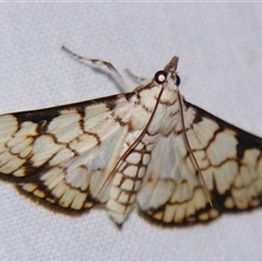 Aphytoceros lucusalis (A Crambid moth (Spilomelinae) at Good Night, QLD - 27 Oct 2008 by PJH123
