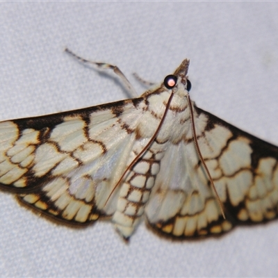 Aphytoceros lucusalis (A Crambid moth (Spilomelinae) at Good Night, QLD - 27 Oct 2008 by PJH123