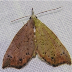 Mecistoptera lithochroa (An Erebid moth (Hypeninae) by PJH123