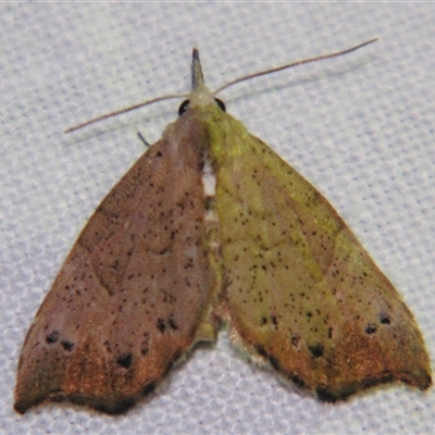 Mecistoptera lithochroa (An Erebid moth (Hypeninae) at  - suppressed by PJH123