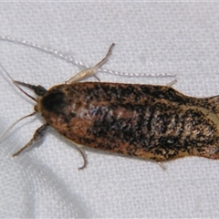 Echiomima mythica (A Gelechioid moth (Xyloryctinae) by PJH123