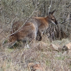 Notamacropus rufogriseus (Red-necked Wallaby) at Strathnairn, ACT - 1 Aug 2025 by Clarel