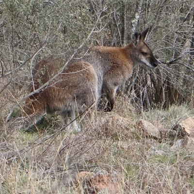 Notamacropus rufogriseus (Red-necked Wallaby) at Strathnairn, ACT - 1 Aug 2025 by Clarel