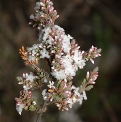 Styphelia attenuata (Small-leaved Beard Heath) at Bruce, ACT - 1 Aug 2025 by RobertD