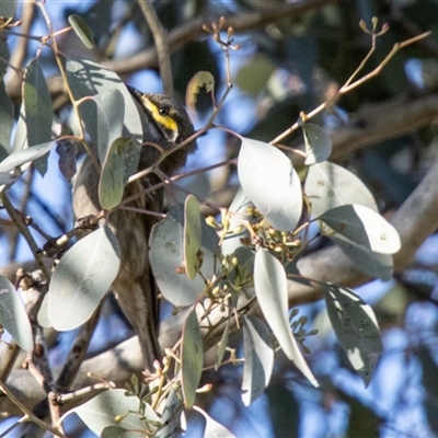 Caligavis chrysops (Yellow-faced Honeyeater) at Chapman, ACT - 1 Aug 2025 by SWishart
