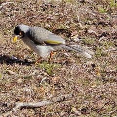Manorina melanocephala (Noisy Miner) at O'Malley, ACT - 1 Aug 2025 by Mike