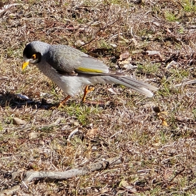 Manorina melanocephala (Noisy Miner) at O'Malley, ACT - 1 Aug 2025 by Mike