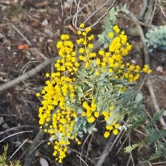 Acacia baileyana (Cootamundra Wattle, Golden Mimosa) at O'Malley, ACT - 1 Aug 2025 by Mike