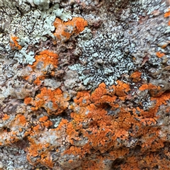 Xanthoria sp. (genus) at Ainslie, ACT - 31 Jul 2025 by Hejor1