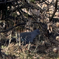 Ocyphaps lophotes (Crested Pigeon) at Ainslie, ACT - 31 Jul 2025 by Hejor1