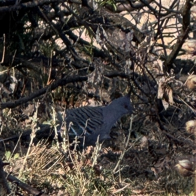 Ocyphaps lophotes (Crested Pigeon) at Ainslie, ACT - 31 Jul 2025 by Hejor1
