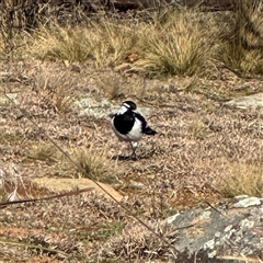 Grallina cyanoleuca (Magpie-lark) at Ainslie, ACT - 31 Jul 2025 by Hejor1