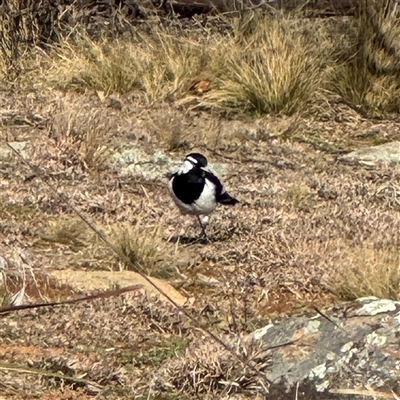 Grallina cyanoleuca (Magpie-lark) at Ainslie, ACT - 31 Jul 2025 by Hejor1