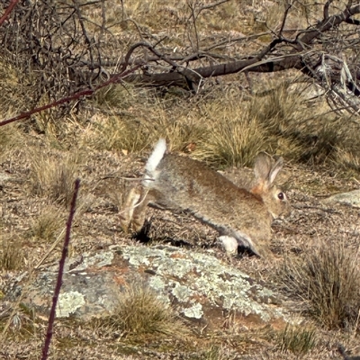 Oryctolagus cuniculus (European Rabbit) at Ainslie, ACT - 31 Jul 2025 by Hejor1