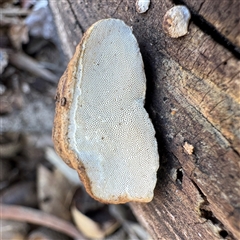 Truncospora ochroleuca at Ainslie, ACT - 31 Jul 2025 by Hejor1