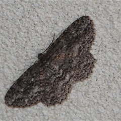 Ectropis fractaria (Ringed Bark Moth) at Hall, ACT - 1 Aug 2025 by Anna123