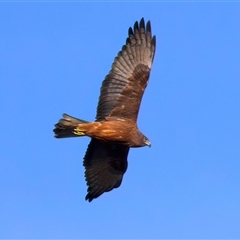 Circus approximans (Swamp Harrier) at Jeremadra, NSW - 29 Jul 2025 by jb2602