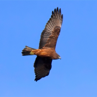Circus approximans (Swamp Harrier) at Jeremadra, NSW - 29 Jul 2025 by jb2602