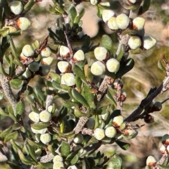 Cryptandra amara (Bitter Cryptandra) at Ainslie, ACT - 31 Jul 2025 by Hejor1