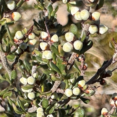 Cryptandra amara (Bitter Cryptandra) at Ainslie, ACT - 31 Jul 2025 by Hejor1