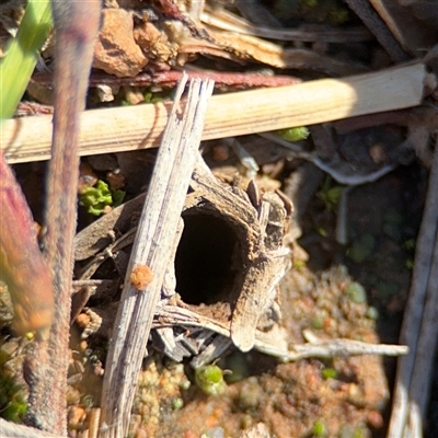Lycosidae (family) (Wolf spider) at Ainslie, ACT - 31 Jul 2025 by Hejor1