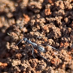 Camponotus sp. (genus) (A sugar ant) at Ainslie, ACT - 31 Jul 2025 by Hejor1