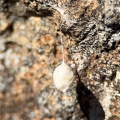 Tamopsis sp. (genus) (Two-tailed spider) at Ainslie, ACT - 31 Jul 2025 by Hejor1