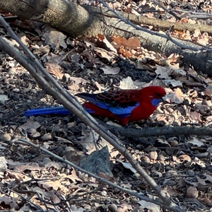 Platycercus elegans (Crimson Rosella) at Ainslie, ACT - 31 Jul 2025 by Hejor1