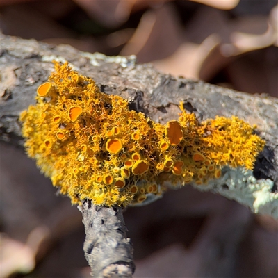 Teloschistes sp. (genus) (A lichen) at Ainslie, ACT - 31 Jul 2025 by Hejor1