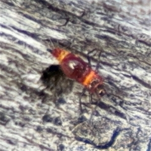 Hemiptera (order) at Reid, ACT - 31 Jul 2025 by Hejor1